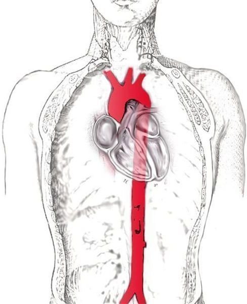 Cardiac Muscular System