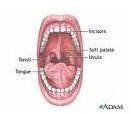 Early Childhood Lesson Plans + Human Body - mouth NIH