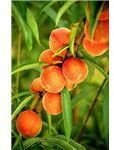 395px-Flameprince peaches