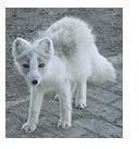108px-Arctic Fox close up crop