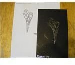 Line drawing and image