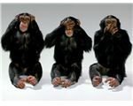 Three Apes