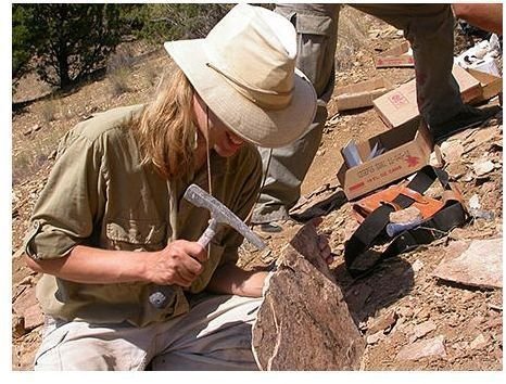 What are some palaeontology jobs?