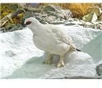 Rock ptarmigan