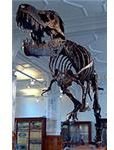 http://commons.wikimedia.org/wiki/File:Stan_the_Trex_at_Manchester_Museum.jpg