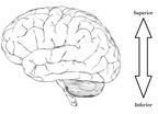 Superior and Inferior Brain Example