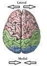 Medial and Lateral Brain Example