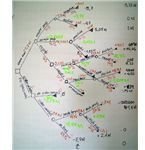 How to Create a Decision Tree
