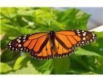 Male Monarch Butterfly, Wikimedia Commons