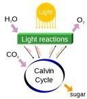 cellular respiration and photosynthesis photo pic