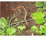 Lumbricus terrestris