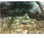 Polliwog on a Rock
