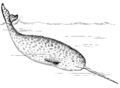 120px-Narwhal (PSF)