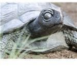 turtle1024x768