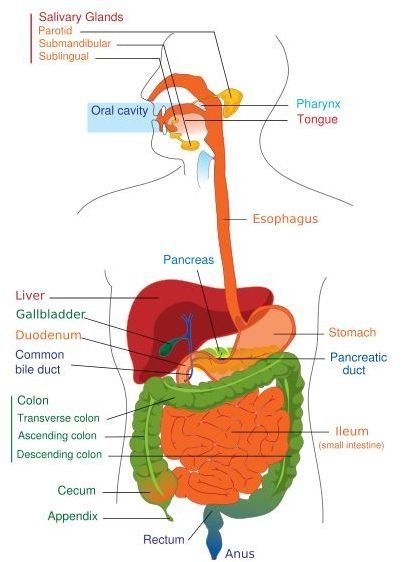 Teach About the Digestive System: Diagram and Overview for Middle ...