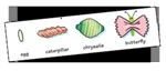 gps butterflylifecycle