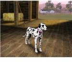 The Sims 3 dog in create a dog