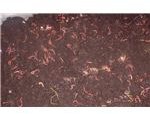Bin of Red Wrigglers