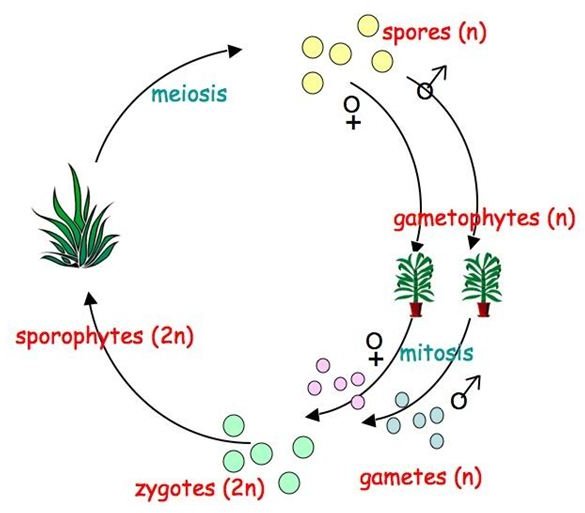 Plant Genetics An Introduction To The Life Cycle Of Plants Alternation Of Generations 