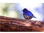 western bluebird