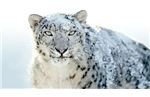 memory clean snow leopard