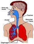 Early Childhood Lesson Plans + Human Body - lungs sklung
