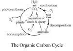 organic carbon cycle