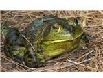 Frog Sitting