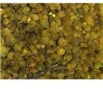 Cyanobacteria