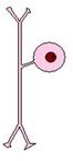 Pseudounipolar Neuron (ESG)