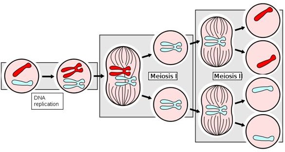 Meiosis Order