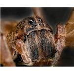 Wolf Spider - Image Credit: http://www.publicdomainpictures.net/view-image.php?image=3186&picture=wolf-spider