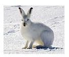 120px-Arctic Hare 1
