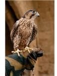 Falcon
