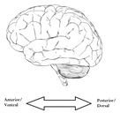 Anterior and Posterior Brain Example