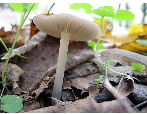 The british mycological society :: what do fungi do?