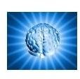 Brain