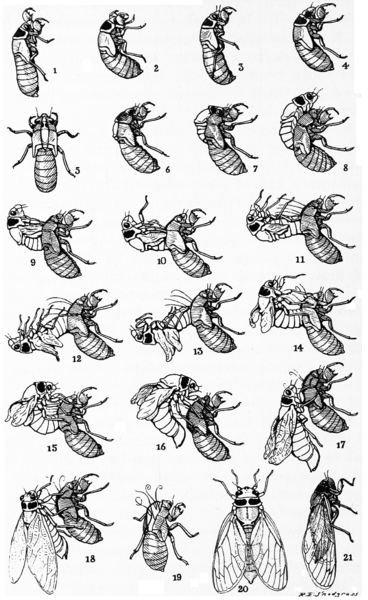 cicada life cycle