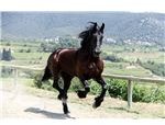 galloping horse