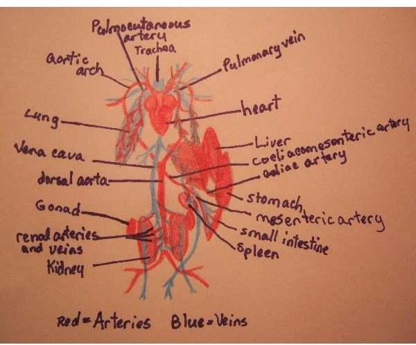 Science Homework: A Detailed Diagram of a Frog's Circulatory System