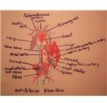 Frog's circulatory system