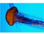 Information on Zooplankton: What it Is, Types and More