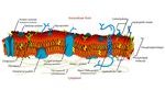 description and function of the cell membrane
