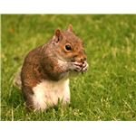 hotblack 20070610 squirrel2
