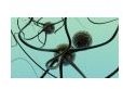 Bipolar Disorder and Mitochondrial Disease
