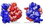 Examples of Ribosomal Subunits