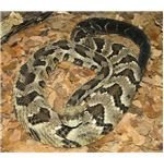Rattlesnake