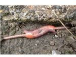 Earthworms Mating