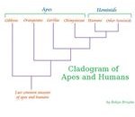 Cladogram of Ape & Human Evolution