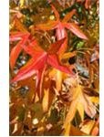 fall leaves